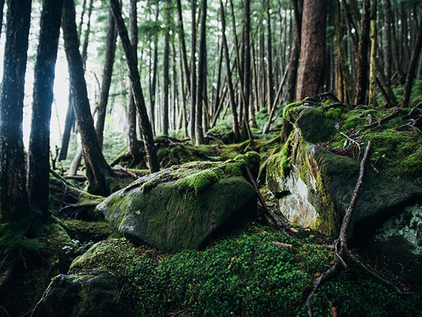 【名古屋発】■2026年6月17日(水)■(相部屋)釜無ホテイアツモリソウ咲く「入笠山」と初夏の「八島湿原・霧ヶ峰」 1泊2日 ♪名鉄の泊りハイキング3